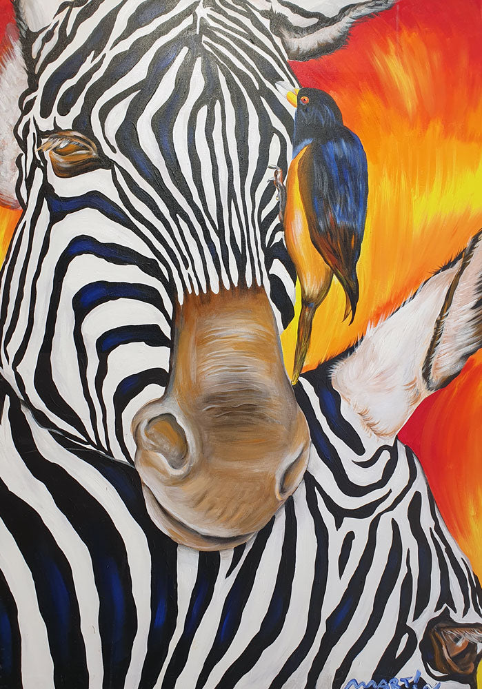 Zebra